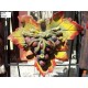 Fruttone uva nera art. GD23