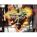 Fruttone uva nera art. GD23
