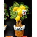 CALAMITA ALBERELLO LIMONI