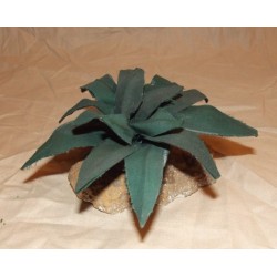 Agave bassa cm 9x6 circa