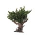 Albero d'ulivo  cm 18 art.ALV18