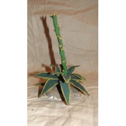 Agave con tronchetto cm 8x18 circa